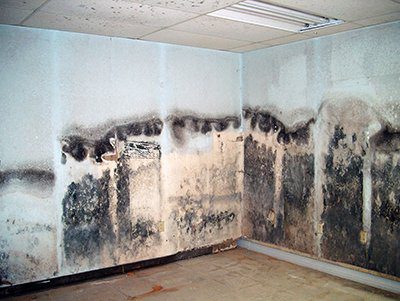 What is the Difference Between Level 1 and Level 2 Mold Remediation?